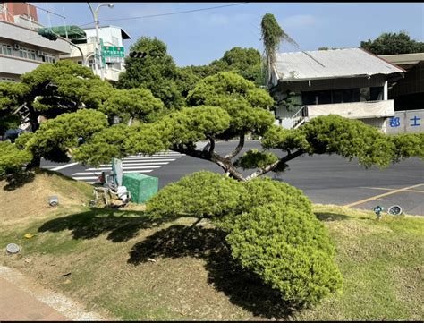 針柏樹風水|真柏樹風水：為家居帶來財運與幸福的綠意守護者 – 植物盆栽綠寶典